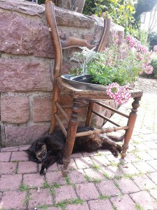 une chatte sous une chaise en plein été